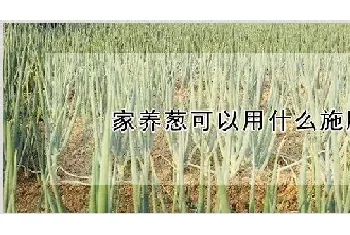 家养葱可以用什么施肥