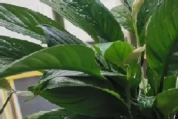 吸收甲醛的植物有哪些?吸收甲醛的植物大全