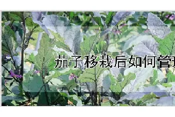 茄子移栽后如何管理