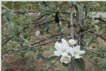 苹果花芽分化期管理技术