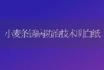 小麦条锈病防治技术明白纸