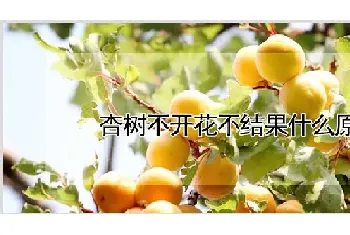 杏树不开花不结果什么原因