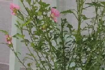 家里可以种木槿花吗?