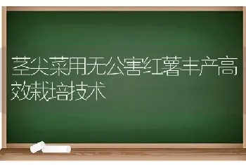 茎尖菜用无公害红薯丰产高效栽培技术