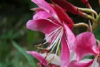 后院适合种植什么植物,后院栽种哪些植物好?