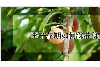 李子花期如何保花保果