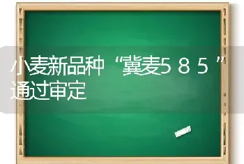 小麦新品种“冀麦585”通过审定