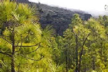 油松是蕨类植物吗?