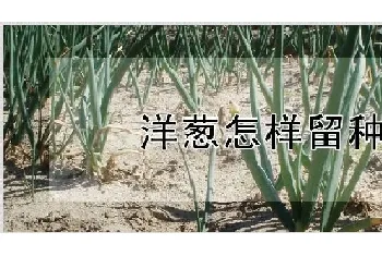 洋葱怎样留种