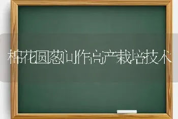 棉花圆葱间作高产栽培技术