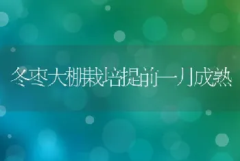 冬枣大棚栽培提前一月成熟