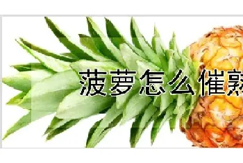 菠萝怎么催熟