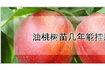 油桃树苗几年能挂果