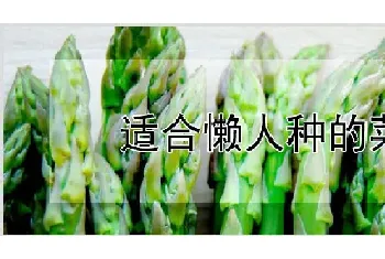 适合懒人种的菜