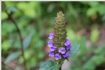 夏枯草人工种植注意点