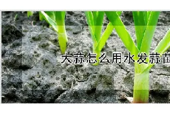 大蒜怎么用水发蒜苗