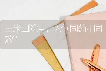 玉米田除草,为何同药不同效?