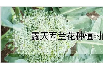 露天西兰花种植时间