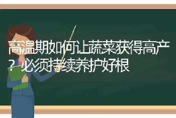 高温期如何让蔬菜获得高产?必须持续养护好根