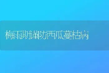 梅雨期谨防西瓜蔓枯病