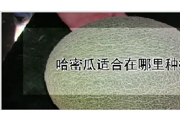 哈密瓜适合在哪里种植