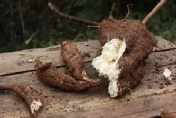 葛根几月开花结果,什么时候开花结果?