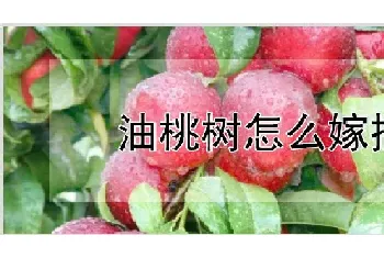 油桃树怎么嫁接