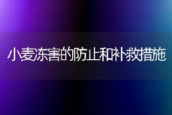 小麦冻害的防止和补救措施