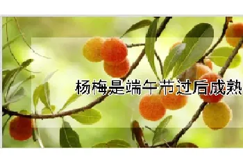 杨梅是端午节过后成熟吗