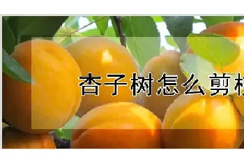 杏子树怎么剪枝