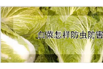 白菜怎样防虫防害