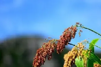 蜀黍是什么植物的俗称(蜀黍和高粱有区别吗)