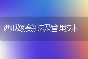 西瓜嫁接新法及管理技术