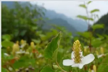 鱼腥草对生长环境的要求