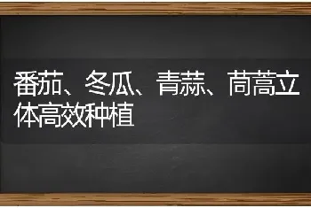 番茄、冬瓜、青蒜、茼蒿立体高效种植