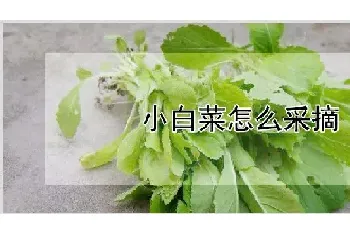 小白菜怎么采摘