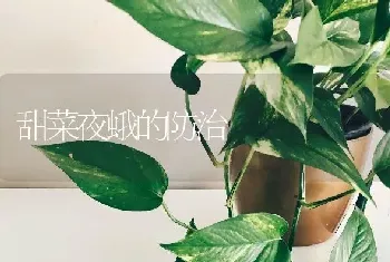 甜菜夜蛾的防治