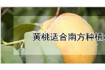 黄桃适合南方种植吗