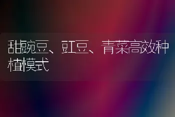 甜豌豆、豇豆、青菜高效种植模式