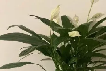 白鹤芋适合在室内养吗?白鹤芋的摆放与风水禁忌