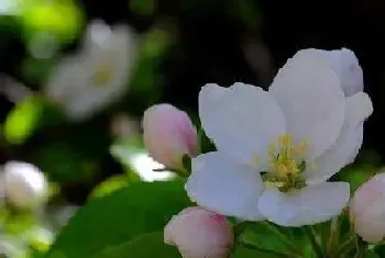 苹果什么季节开花,在什么时候结果?