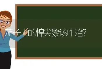 茄子上的棉尖象该咋治?