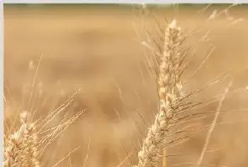 小麦12月份种可以吗？附12月份小麦种植管理要点！