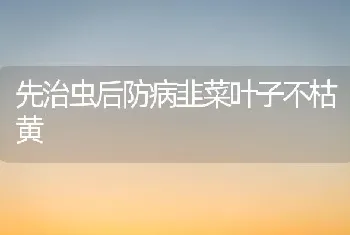 先治虫后防病韭菜叶子不枯黄