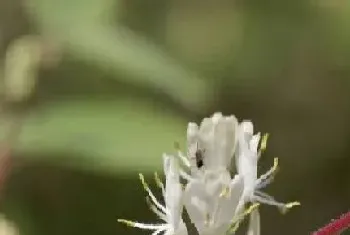 金银花多久开花一次?