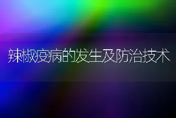 辣椒疫病的发生及防治技术