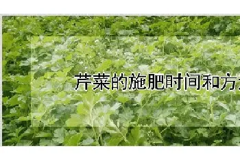 芹菜的施肥时间和方法