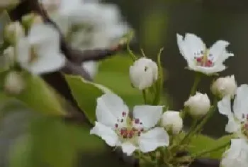 种子植物有哪些?种子植物大全