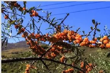 沙棘果的种植技术与注意事项