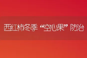 西红柿冬季“空心果”防治